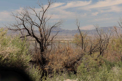 Route 66 – La rue principale de l'Amérique